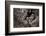 Little owl chicks in nest hole, Arcos de la Frontera, Spain-Andres M. Dominguez-Framed Photographic Print