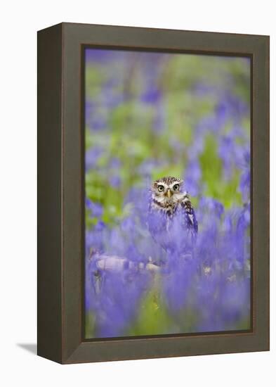 Little Owl in Bluebell Wood-null-Framed Premier Image Canvas