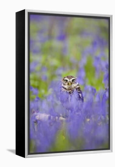 Little Owl in Bluebell Wood-null-Framed Premier Image Canvas