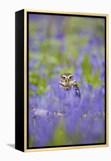 Little Owl in Bluebell Wood-null-Framed Premier Image Canvas