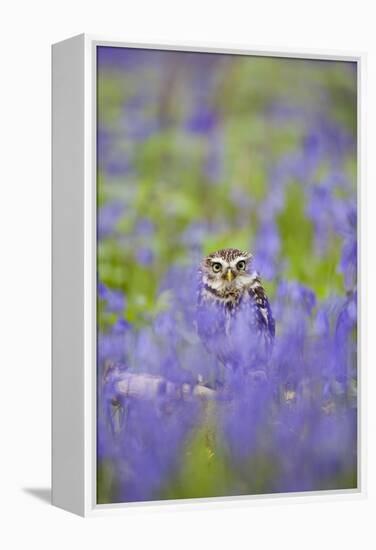 Little Owl in Bluebell Wood-null-Framed Premier Image Canvas