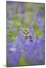 Little Owl in Bluebell Wood-null-Mounted Photographic Print