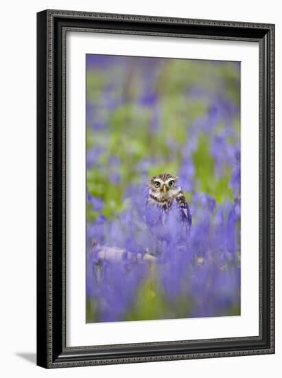 Little Owl in Bluebell Wood-null-Framed Photographic Print