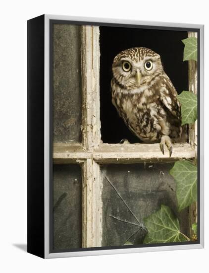 Little Owl in Window of Derelict Building, UK, January-Andy Sands-Framed Premier Image Canvas