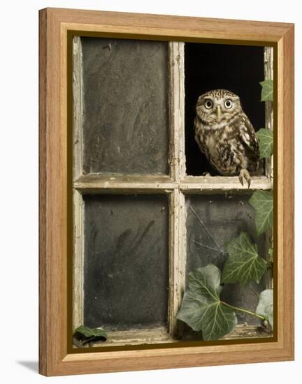 Little Owl in Window of Derelict Building, UK, January-Andy Sands-Framed Premier Image Canvas