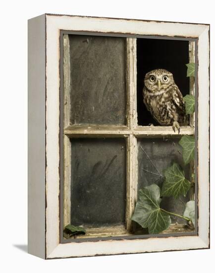 Little Owl in Window of Derelict Building, UK, January-Andy Sands-Framed Premier Image Canvas