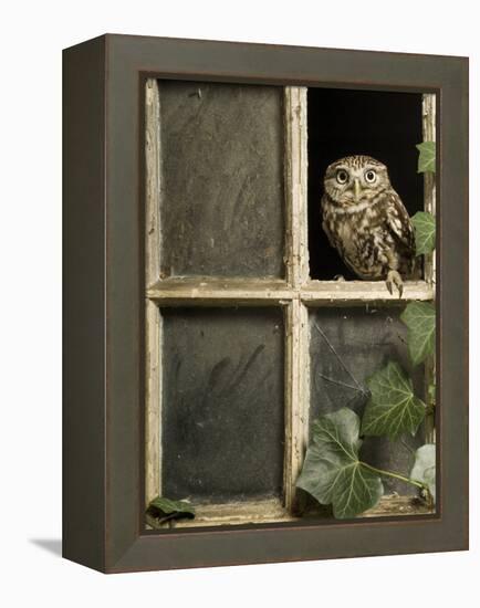 Little Owl in Window of Derelict Building, UK, January-Andy Sands-Framed Premier Image Canvas