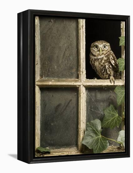 Little Owl in Window of Derelict Building, UK, January-Andy Sands-Framed Premier Image Canvas