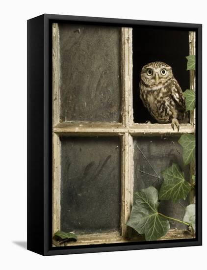 Little Owl in Window of Derelict Building, UK, January-Andy Sands-Framed Premier Image Canvas