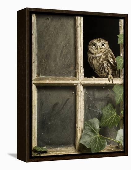 Little Owl in Window of Derelict Building, UK, January-Andy Sands-Framed Premier Image Canvas