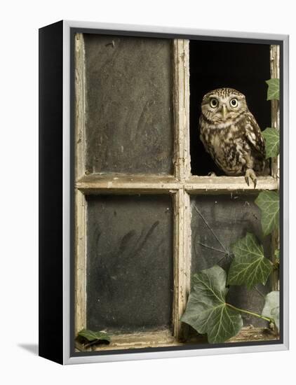 Little Owl in Window of Derelict Building, UK, January-Andy Sands-Framed Premier Image Canvas