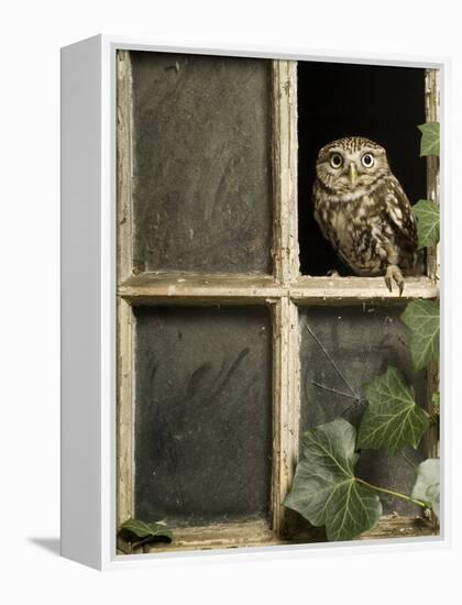 Little Owl in Window of Derelict Building, UK, January-Andy Sands-Framed Premier Image Canvas