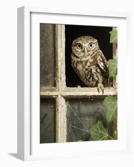 Little Owl in Window of Derelict Building, UK, January-Andy Sands-Framed Photographic Print