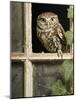 Little Owl in Window of Derelict Building, UK, January-Andy Sands-Mounted Photographic Print