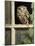 Little Owl in Window of Derelict Building, UK, January-Andy Sands-Mounted Photographic Print