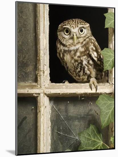 Little Owl in Window of Derelict Building, UK, January-Andy Sands-Mounted Photographic Print