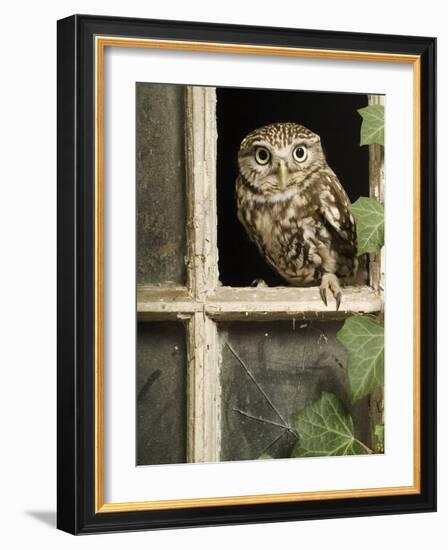 Little Owl in Window of Derelict Building, UK, January-Andy Sands-Framed Photographic Print