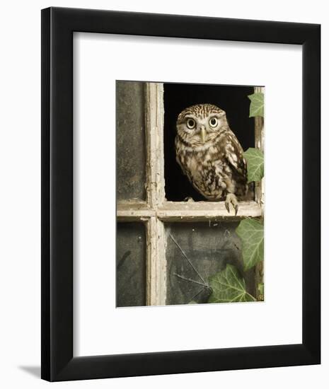 Little Owl in Window of Derelict Building, UK, January-Andy Sands-Framed Photographic Print