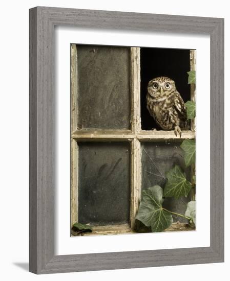 Little Owl in Window of Derelict Building, UK, January-Andy Sands-Framed Photographic Print