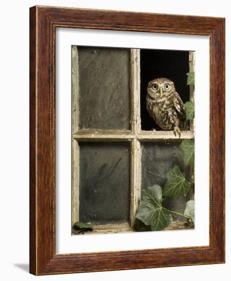 Little Owl in Window of Derelict Building, UK, January-Andy Sands-Framed Photographic Print