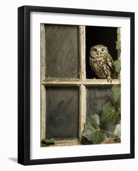 Little Owl in Window of Derelict Building, UK, January-Andy Sands-Framed Photographic Print