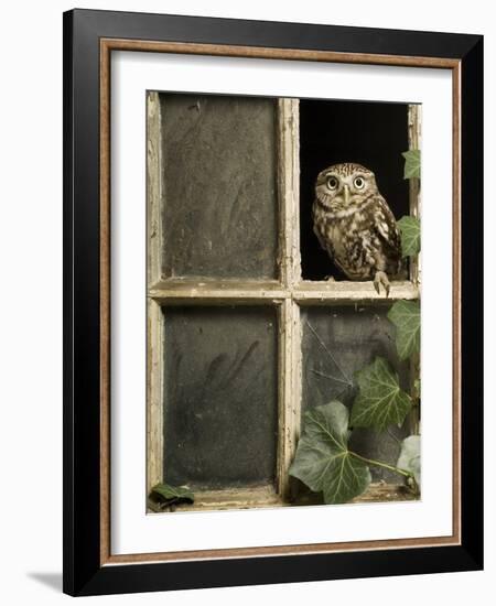 Little Owl in Window of Derelict Building, UK, January-Andy Sands-Framed Photographic Print