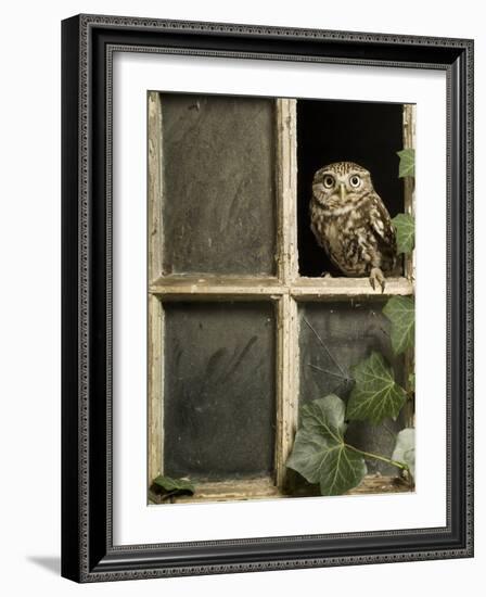 Little Owl in Window of Derelict Building, UK, January-Andy Sands-Framed Photographic Print