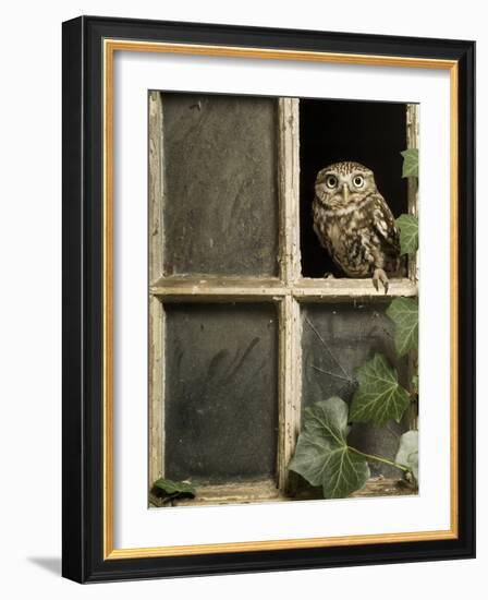 Little Owl in Window of Derelict Building, UK, January-Andy Sands-Framed Photographic Print