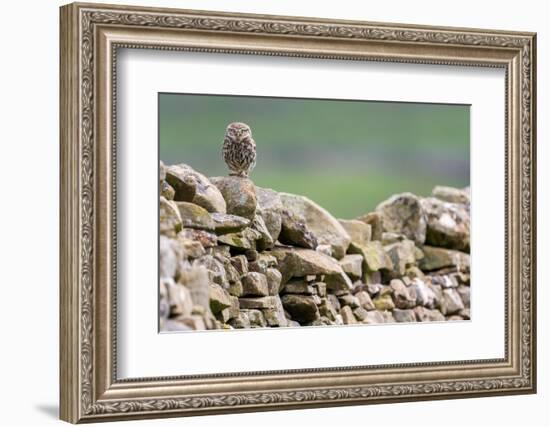 Little owl perched on a dry stone wall, NorthYorkshire, UK-David Pike-Framed Photographic Print