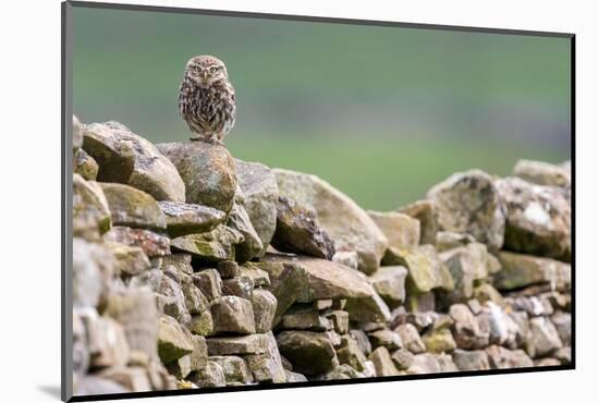 Little owl perched on a dry stone wall, NorthYorkshire, UK-David Pike-Mounted Photographic Print