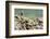 Little owl perched on a dry stone wall, NorthYorkshire, UK-David Pike-Framed Photographic Print