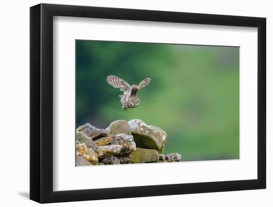 Little owl taking flight, NorthYorkshire, UK-David Pike-Framed Photographic Print