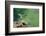 Little owl taking flight, NorthYorkshire, UK-David Pike-Framed Photographic Print