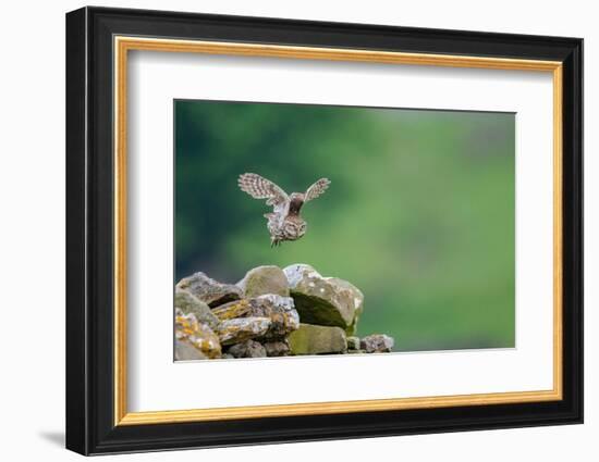 Little owl taking flight, NorthYorkshire, UK-David Pike-Framed Photographic Print