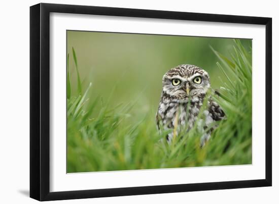 Little Owl-Colin Varndell-Framed Photographic Print