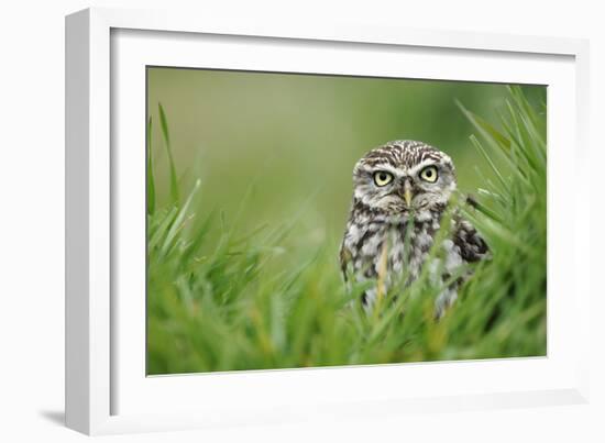 Little Owl-Colin Varndell-Framed Photographic Print