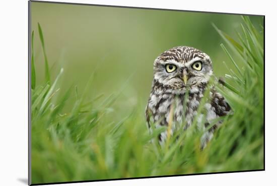 Little Owl-Colin Varndell-Mounted Photographic Print