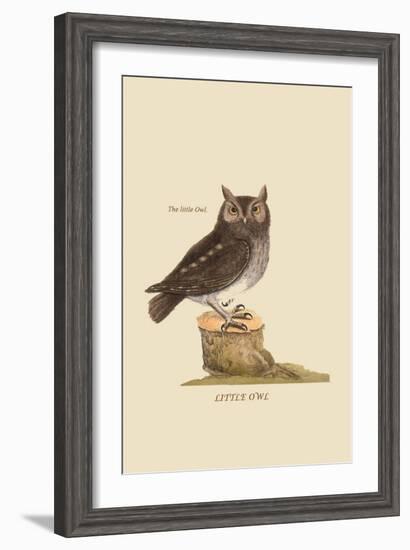 Little Owl-Mark Catesby-Framed Art Print