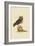 Little Owl-Mark Catesby-Framed Art Print