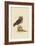 Little Owl-Mark Catesby-Framed Art Print