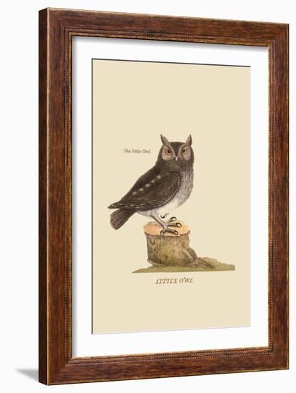 Little Owl-Mark Catesby-Framed Art Print