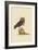 Little Owl-Mark Catesby-Framed Art Print