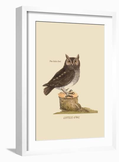 Little Owl-Mark Catesby-Framed Art Print