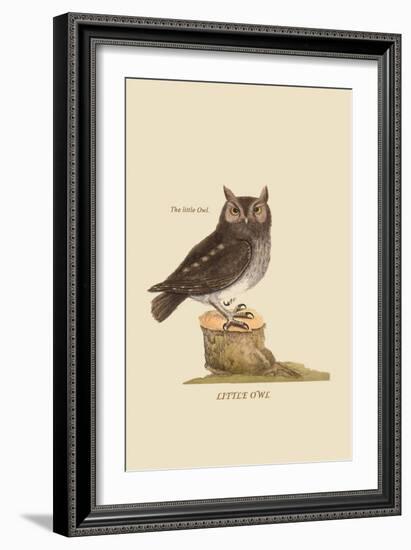 Little Owl-Mark Catesby-Framed Art Print