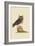 Little Owl-Mark Catesby-Framed Art Print