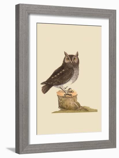 Little Owl-Mark Catesby-Framed Art Print