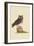 Little Owl-Mark Catesby-Framed Art Print