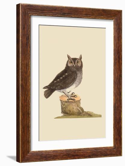 Little Owl-Mark Catesby-Framed Art Print