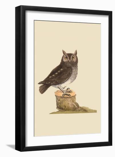 Little Owl-Mark Catesby-Framed Art Print