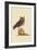 Little Owl-Mark Catesby-Framed Art Print